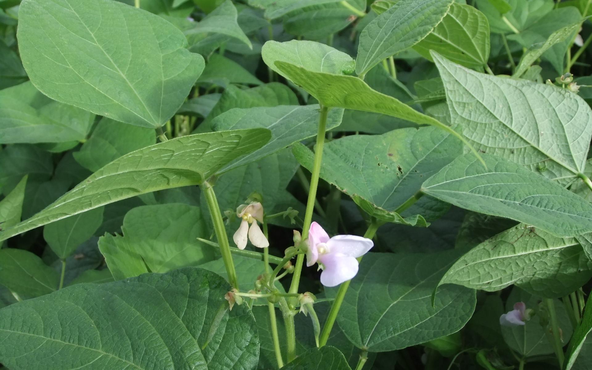 Rotholzer Bohnenblüte